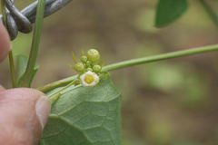 Solena amplexicaulis